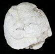 Fossil Tortoise (Stylemys) - Wyoming #22792-2